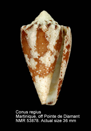 Conus regius (4).jpg - Conus regiusGmelin,1791